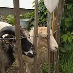 Tatil Evi Schaeferwagen Auf'm Minibauernhof In
