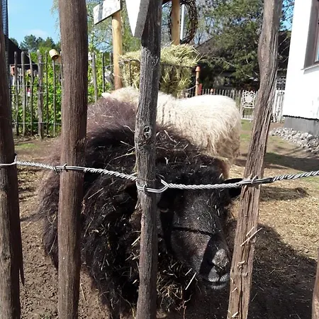 Schaeferwagen Auf'm Minibauernhof In * Munster im Heidekreis