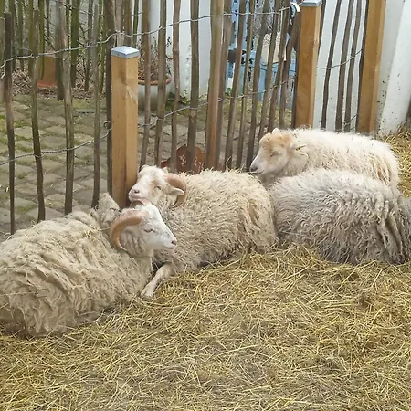 Schaeferwagen Auf'm Minibauernhof In *
